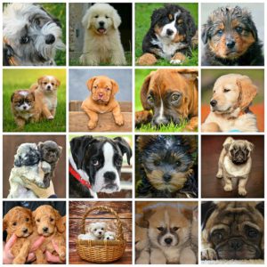 Das Hundezucht-Buch für Einsteiger - Der verhaltensbiologische Ratgeber für Züchter und Welpenbesitzer