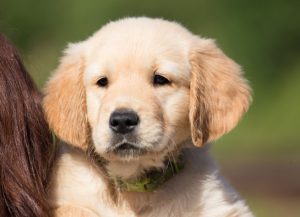 Welpe Golden Retriever für den Beitrag Hundezüchter werden